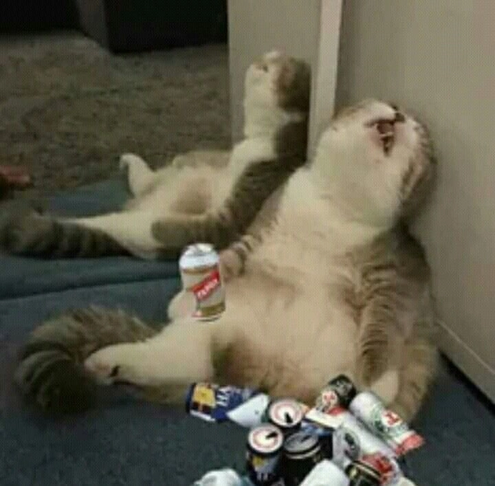 Ảnh chó mèo meme hài hước