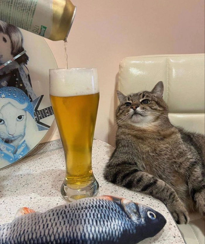 Ảnh chó mèo meme siêu buồn cười