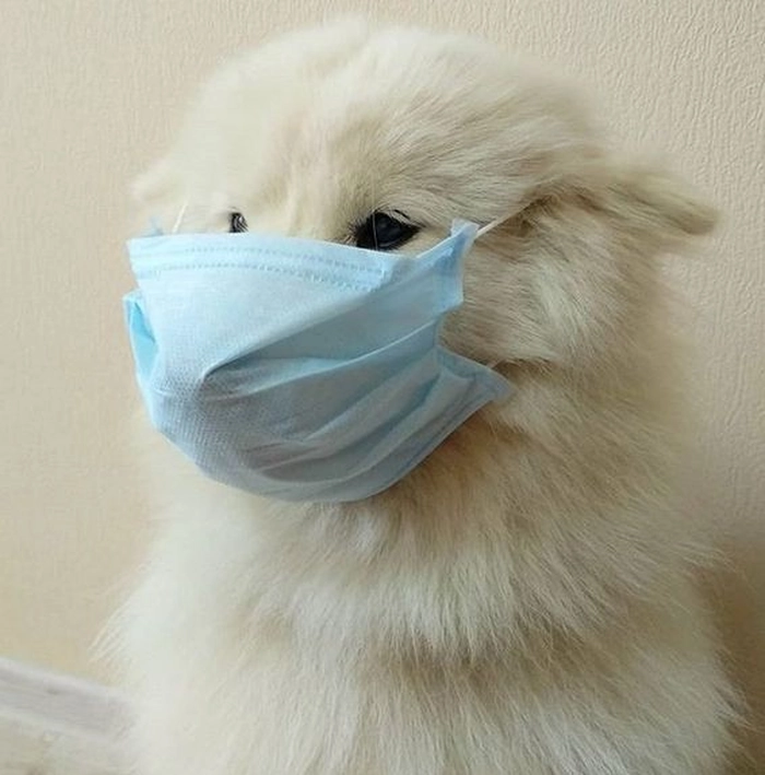 Ảnh con chó đeo khẩu trang meme vui nhộn