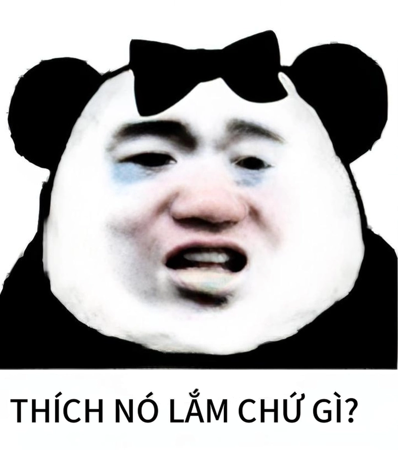 Ảnh gấu trúc meme thức khuya siêu hài hước