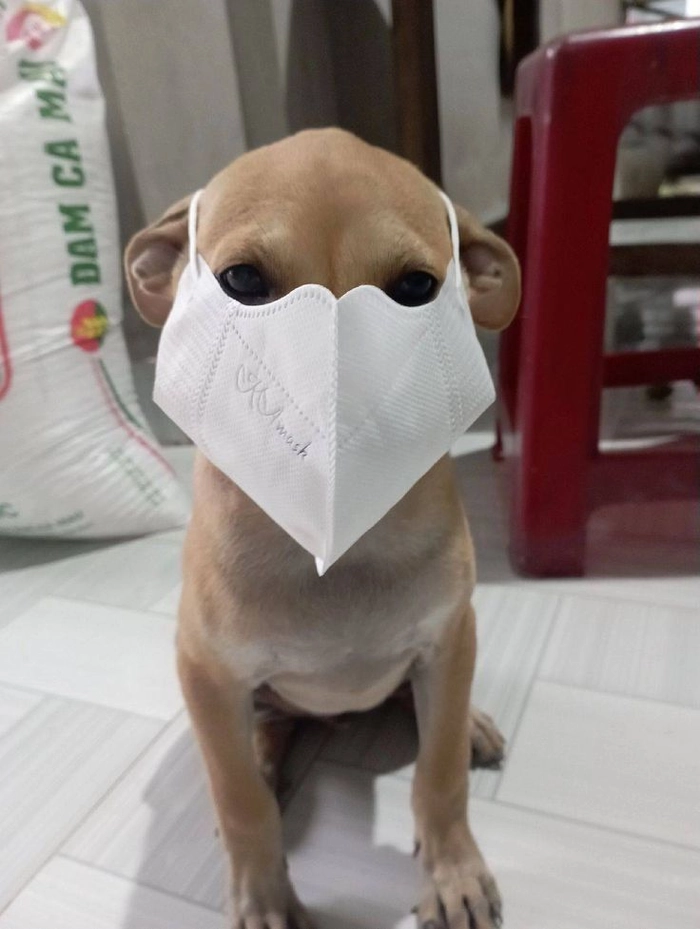 Ảnh meme chó đeo khẩu trang dễ thương ngộ nghĩnh