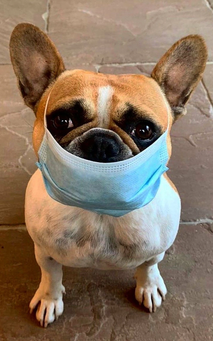 Ảnh meme chó đeo khẩu trang siêu chất