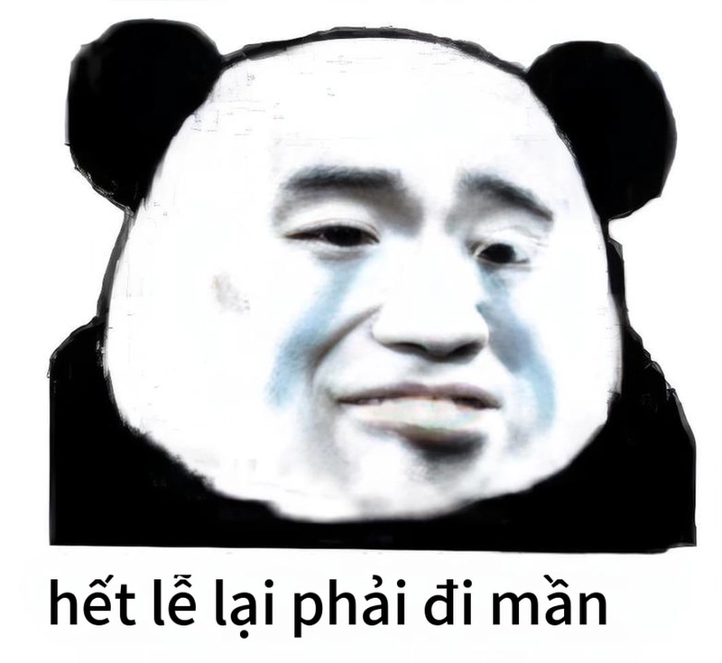 Ảnh meme gấu trúc thức khuya hài hước