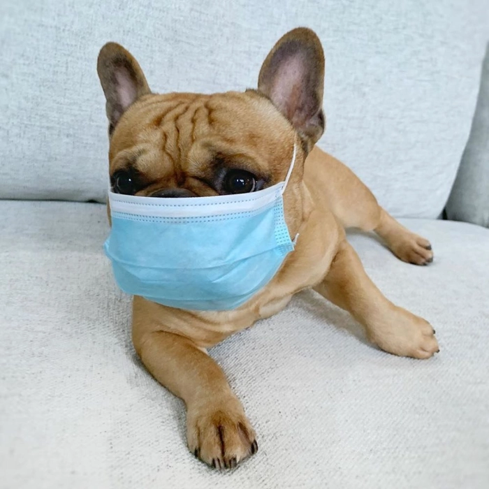 Bộ ảnh meme chó đeo khẩu trang bá đạo