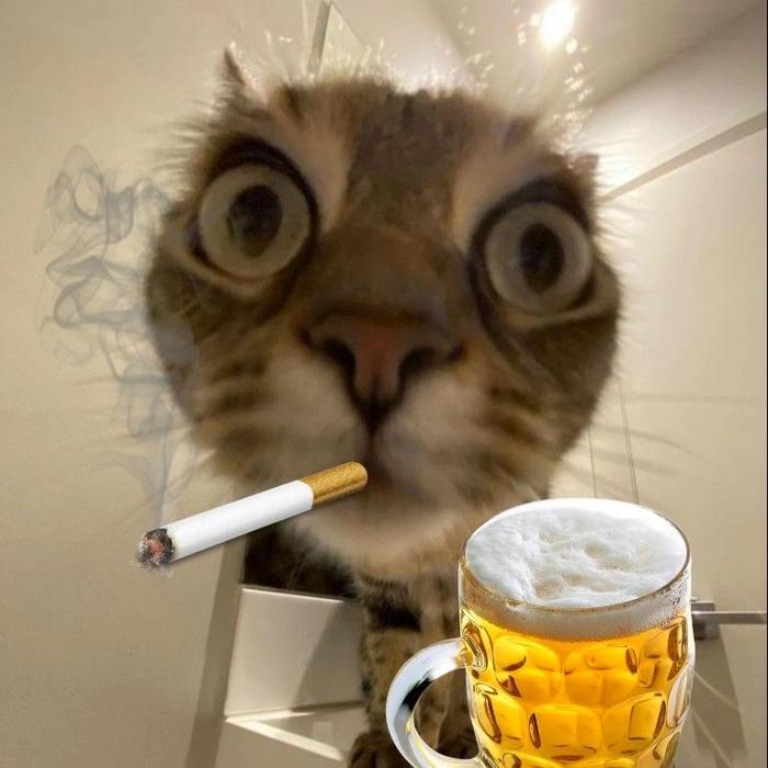 Hình meme chó mèo troll vui