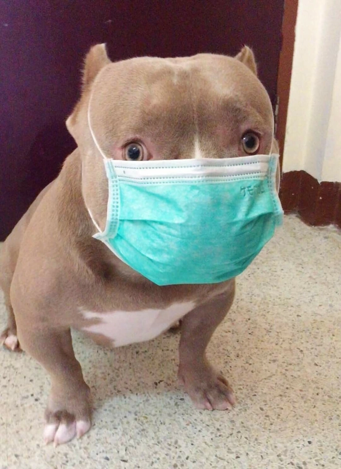 Khoảnh khắc meme chó đeo khẩu trang đáng yêu