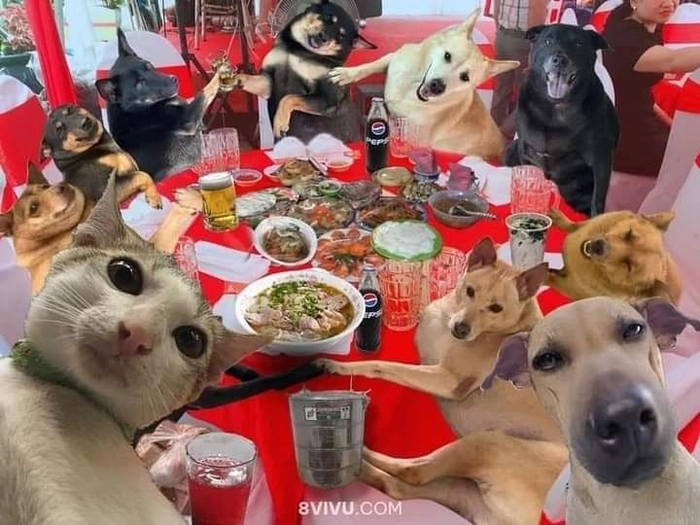 Meme chó mèo nhậu chế vui nhộn
