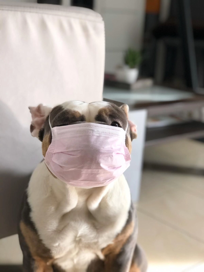 Meme con chó đeo khẩu trang hài lầy lội
