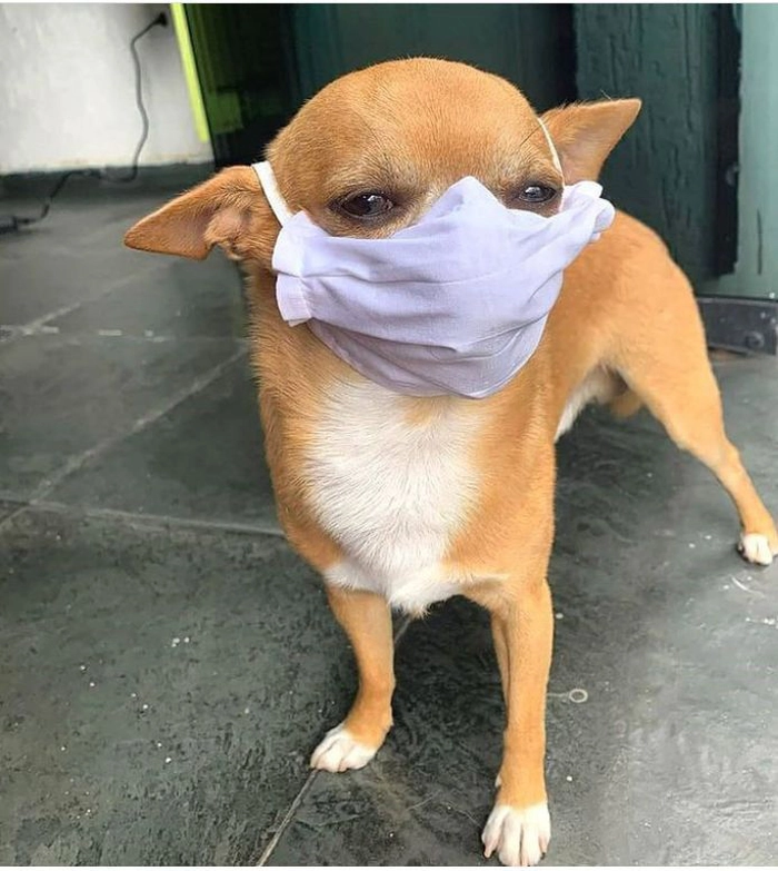Meme con chó đeo khẩu trang khiến fan bật cười