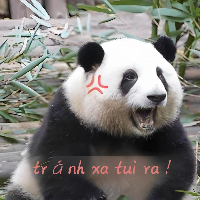 Meme gấu trúc dỗi biểu cảm bá đạo