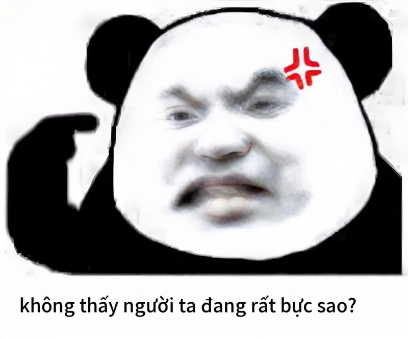 Meme gấu trúc mất ngủ đen trắng hài hước