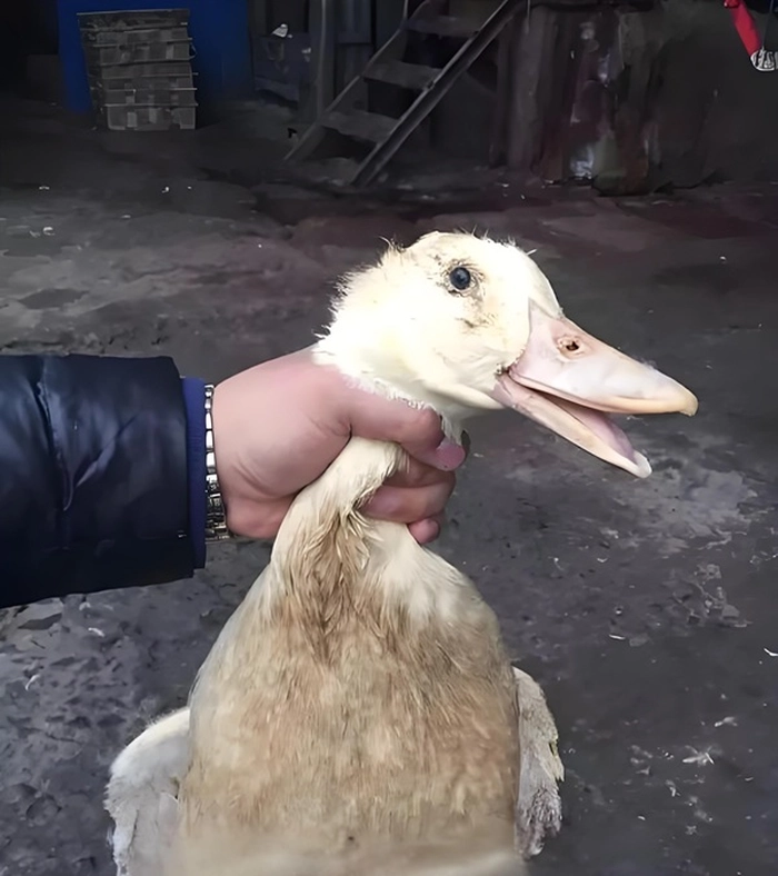 Ảnh chế meme bóp cổ bá đạo