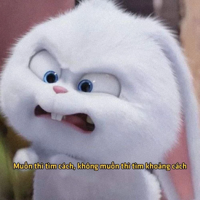 Ảnh chế thỏ Snowball meme độc đáo