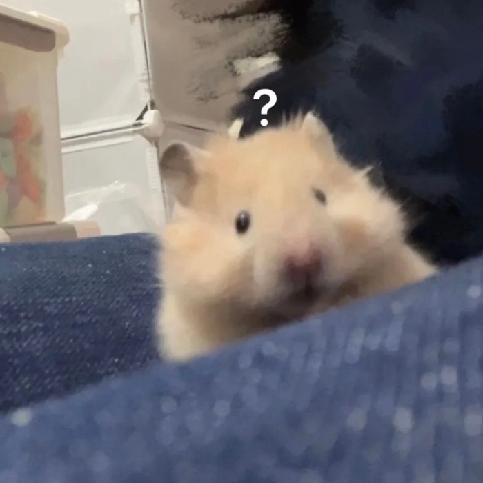 Ảnh hài hước meme chuột Hamster bá đạo