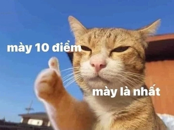 Ảnh meme 10 điểm không có nhưng chế độc đáo