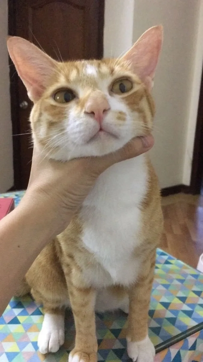 Ảnh meme bóp cổ khó đỡ
