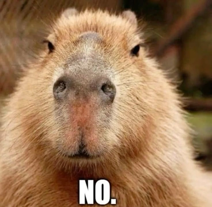 Ảnh meme capybara cực dễ thương