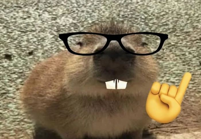 Ảnh meme capybara ngộ nghĩnh đáng yêu