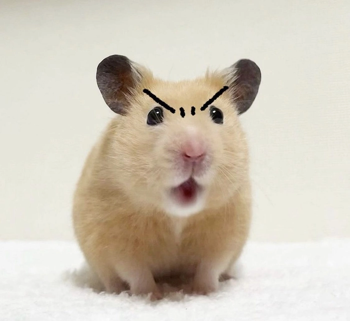 Ảnh meme chuột Hamster hài hước bá đạo
