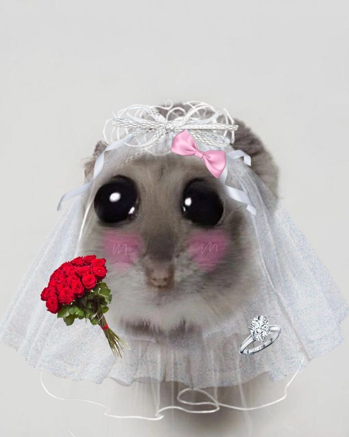 Ảnh meme chuột Hamster ngộ nghĩnh dễ thương