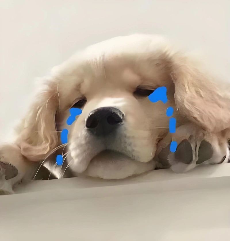 Ảnh meme đáng yêu dễ thương