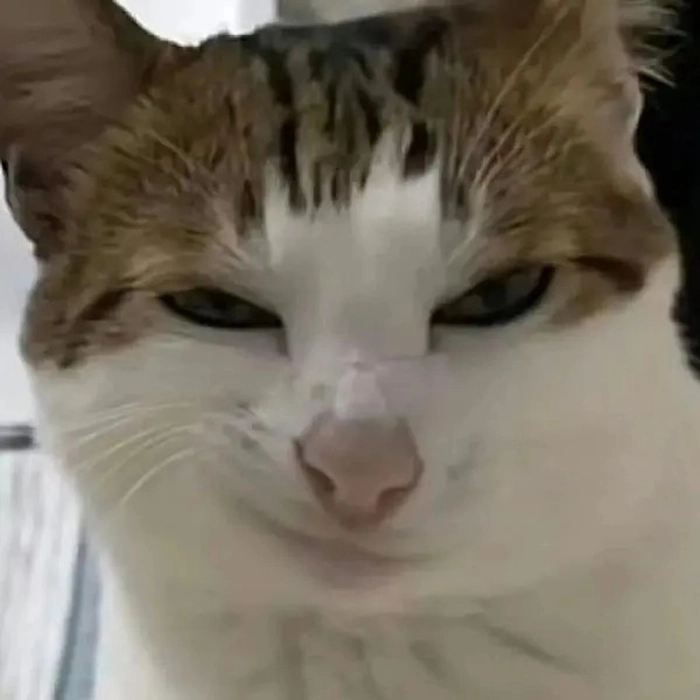 Ảnh meme ngầu cá tính siêu hài