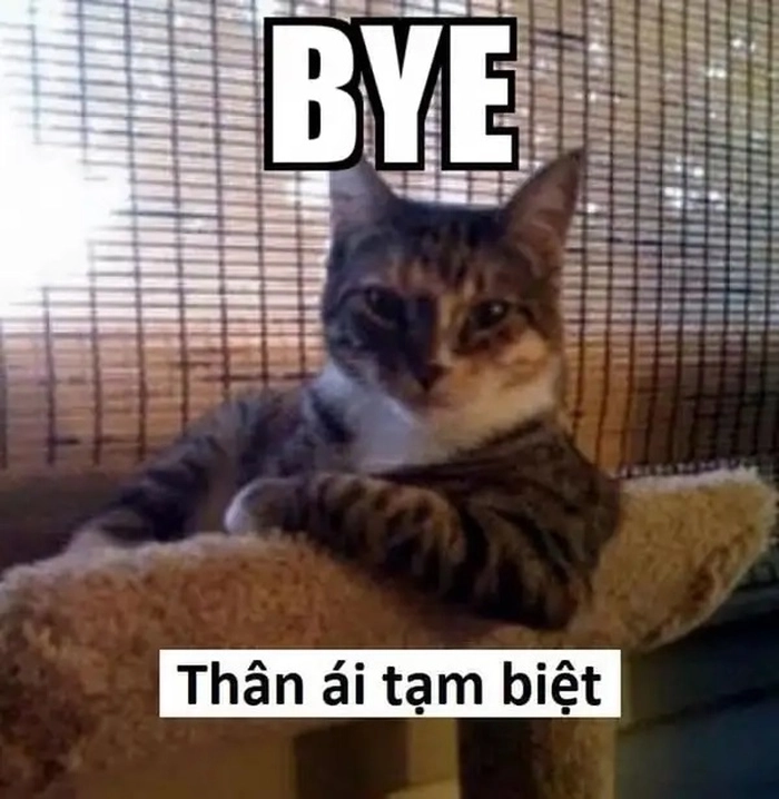 Ảnh meme ngầu cực dễ thương hài hước