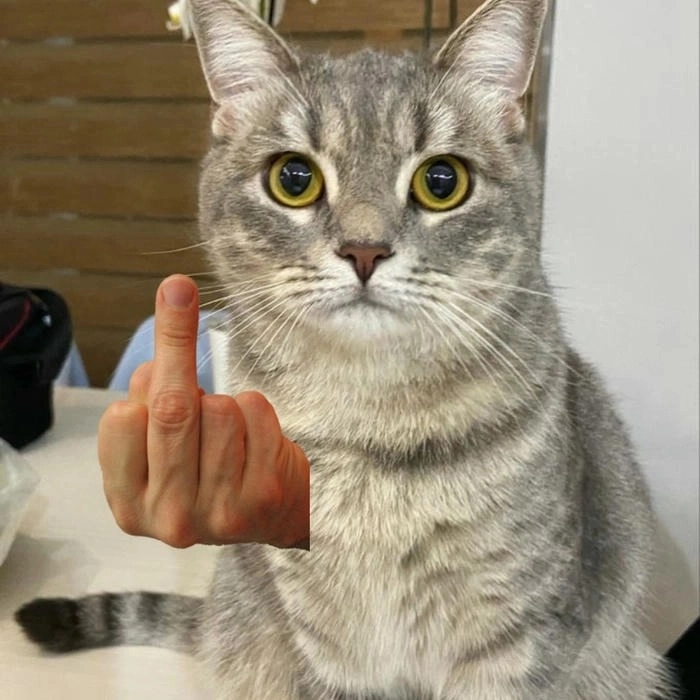 Ảnh meme ngón giữa ngầu bá cháy