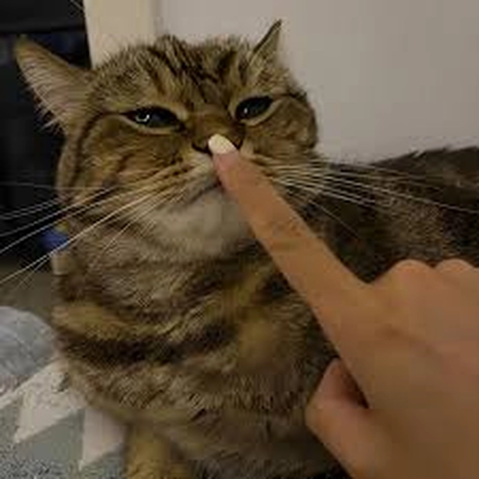 Ảnh meme nín cute ngộ nghĩnh dễ thương