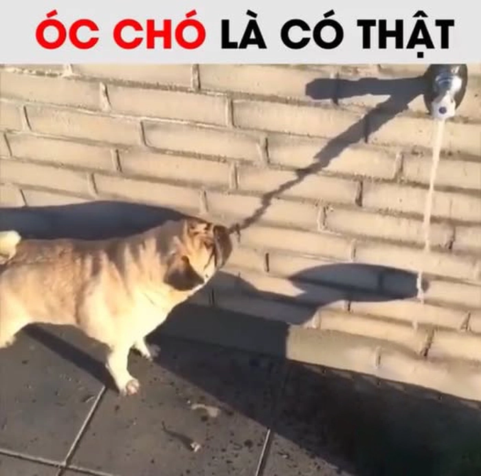 Ảnh meme óc chó châm biếm dí dỏm
