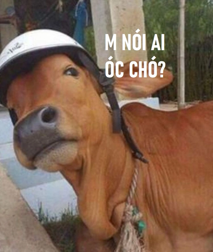 Ảnh meme óc chó độc đáo sáng tạo