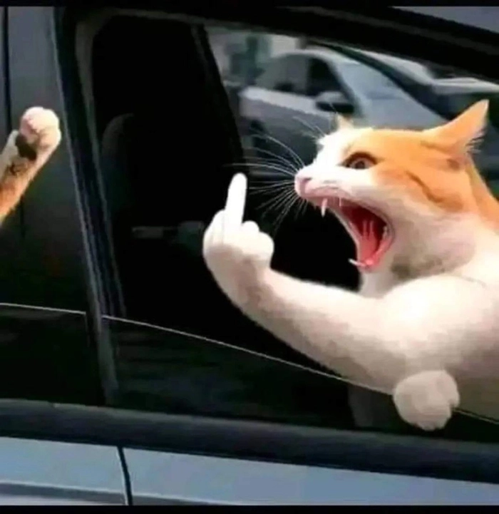 Ảnh ngón giữa meme hot trend ấn tượng