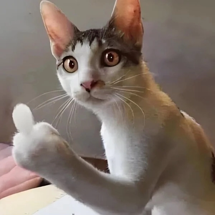 Ảnh ngón giữa meme ngầu lòi cực chất
