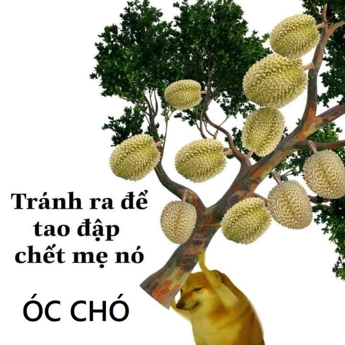 Ảnh óc chó meme hài khó đỡ vui nhộn