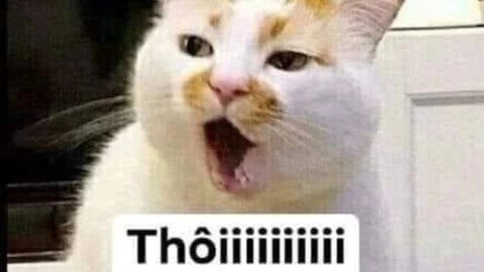 Bộ chê meme ngộ nghĩnh vui nhộn