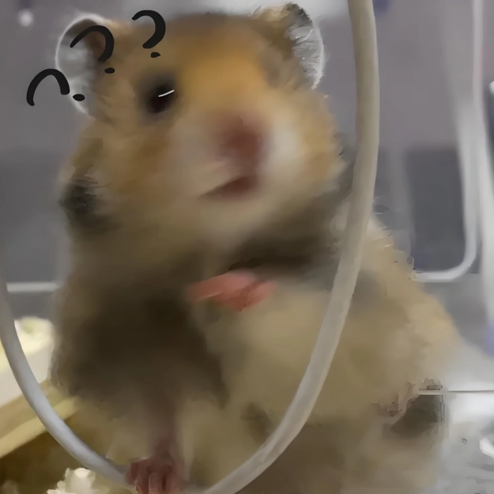 Bộ meme hamster cầm thánh giá siêu hot
