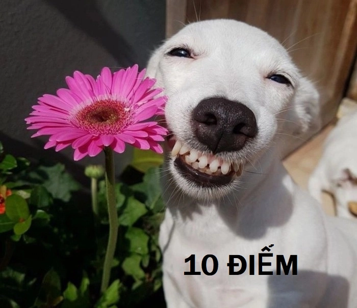 Bộ sưu tập ảnh meme 10 điểm vui nhộn