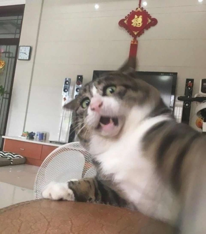 Bộ sưu tập ảnh meme sợ hãi