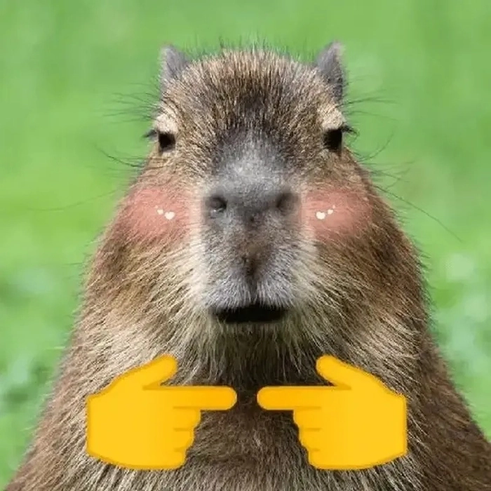 Capybara meme anime phong cách độc đáo