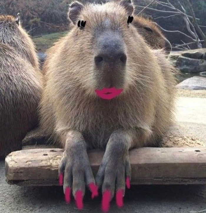 Capybara meme chibi cute lạc lối