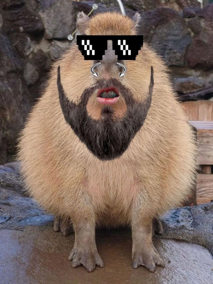 Capybara meme chibi siêu cute