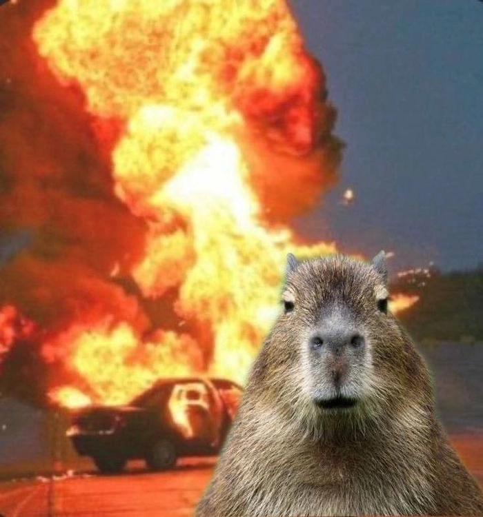 Capybara meme cute dễ thương ngộ nghĩnh