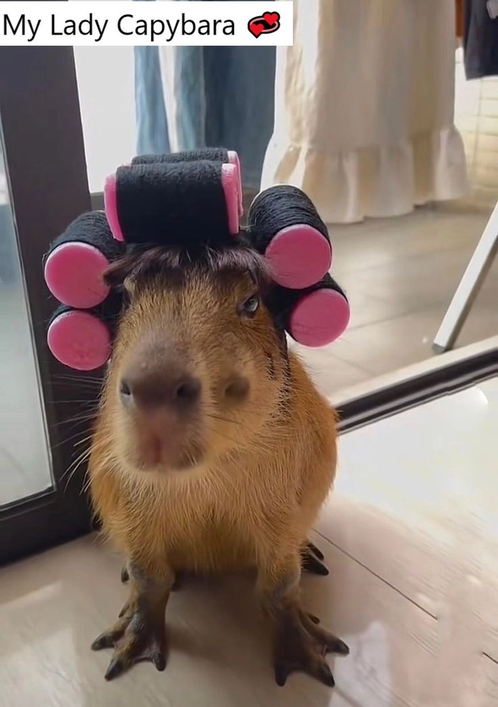 Capybara meme hét siêu lầy