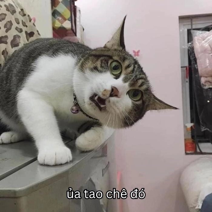 Chê meme cực vui nhộn và độc đáo