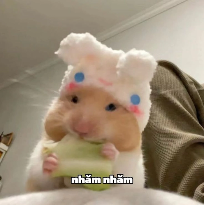 Chuột Hamster meme chất ngầu và bá đạo