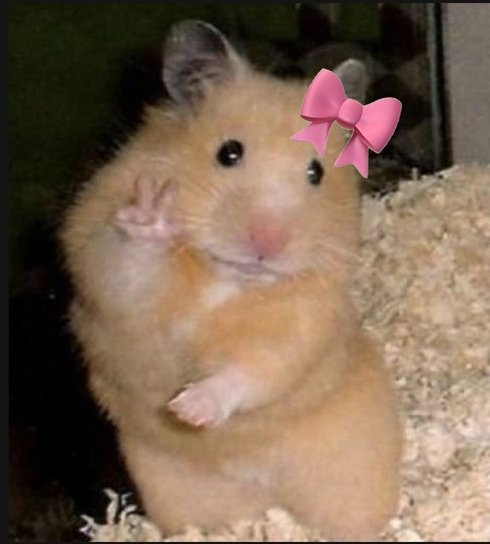 Chuột Hamster meme cute hài lầy cực hot