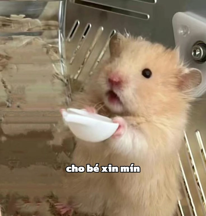 Chuột Hamster meme đáng yêu siêu ngầu