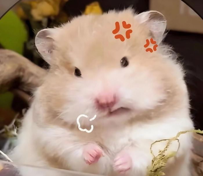 Chuột Hamster meme độc lạ và sáng tạo