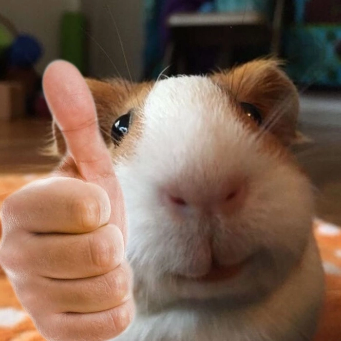Chuột Hamster meme lầy lội hài hước
