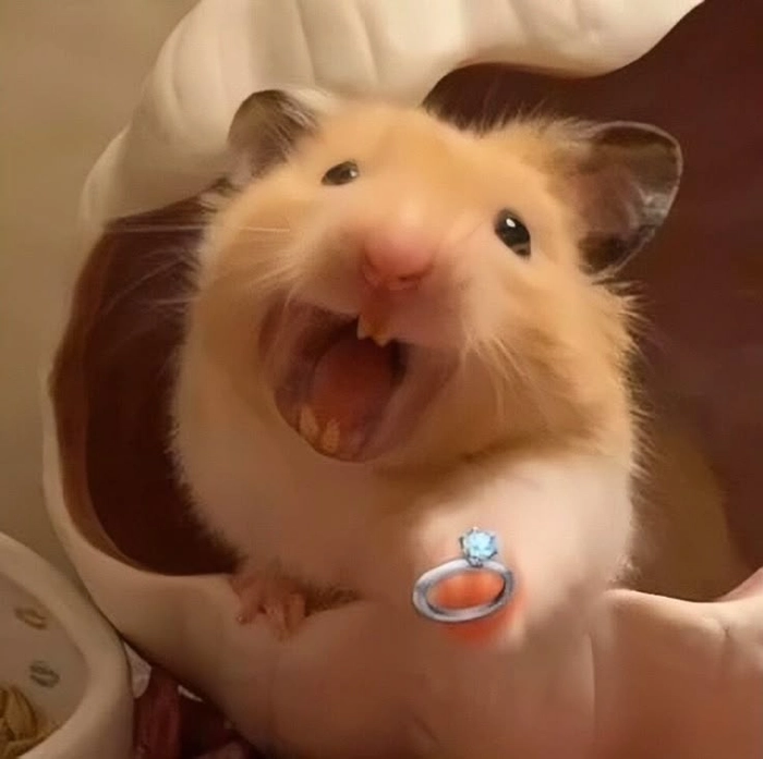 Chuột Hamster meme ngầu lòi đầy sáng tạo